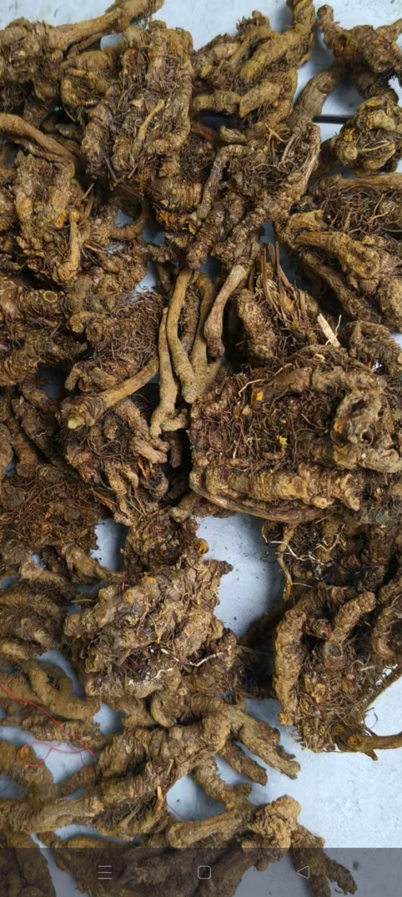 中国黄水黄莲