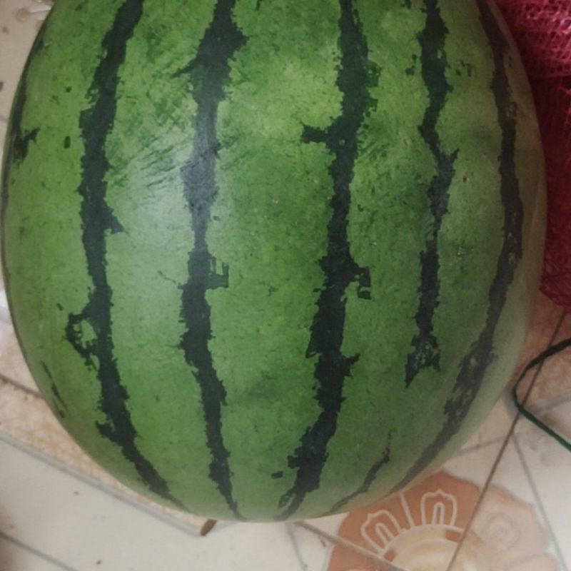 原秧西瓜