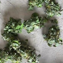 青绿扎把金钱草