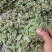 青绿扎把金钱草