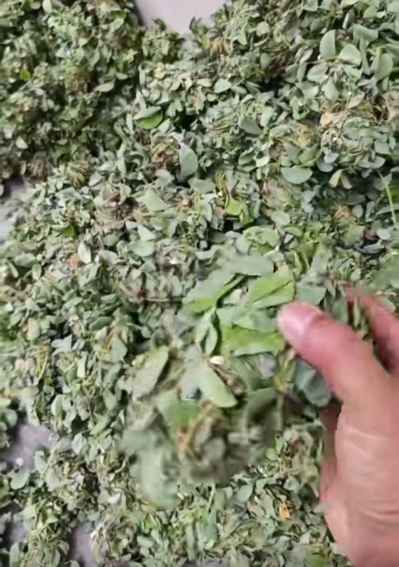 青绿扎把金钱草