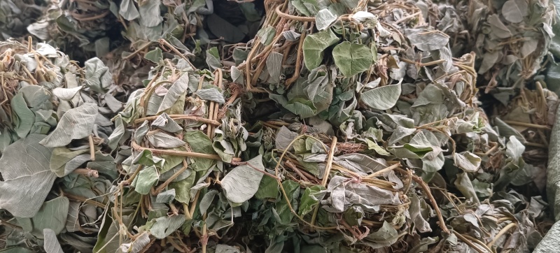 青绿扎把金钱草