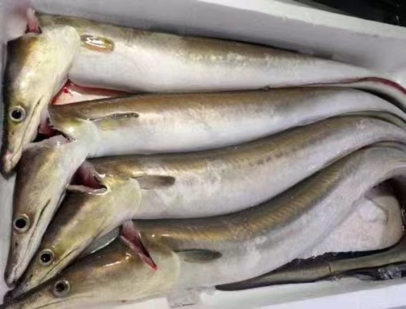 海南黑鳗鱼，活杀去骨大量供应，品质保障，接商超市场电商