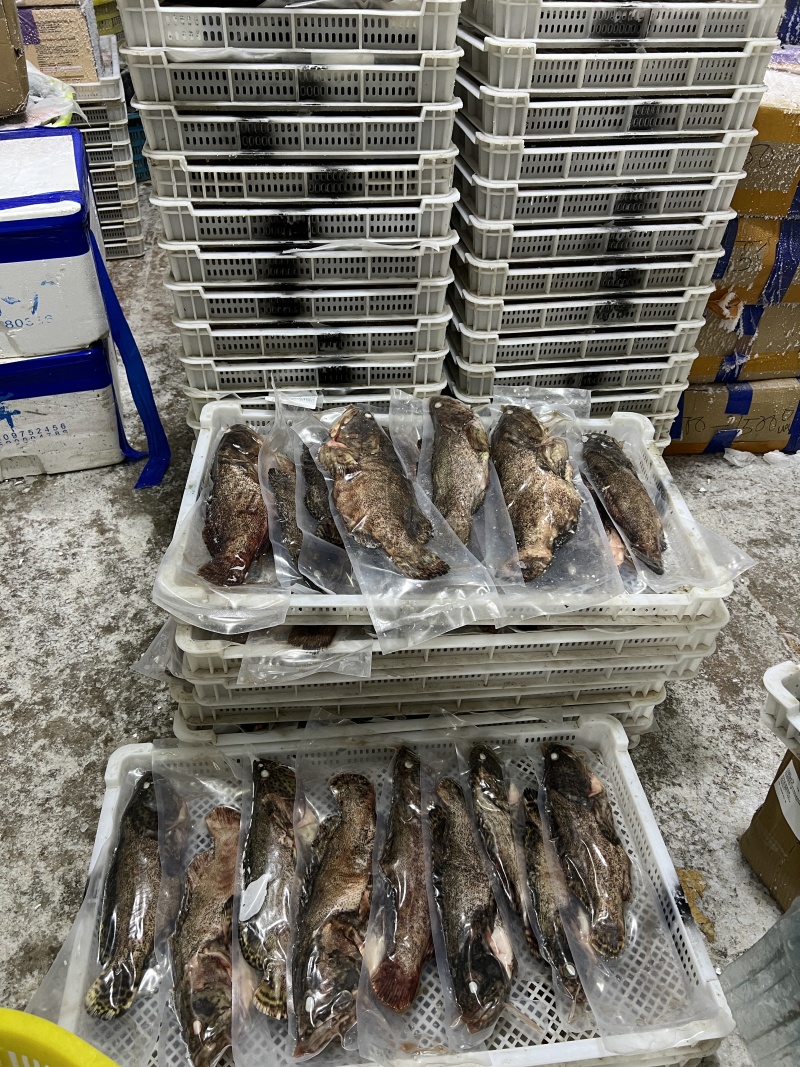 新鲜上市海南珍珠石斑鱼，新活速冻全国批发，欢迎来电
