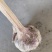济南大青棵优质蒜种