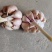 济南大青棵优质蒜种