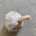 济南大青棵优质蒜种