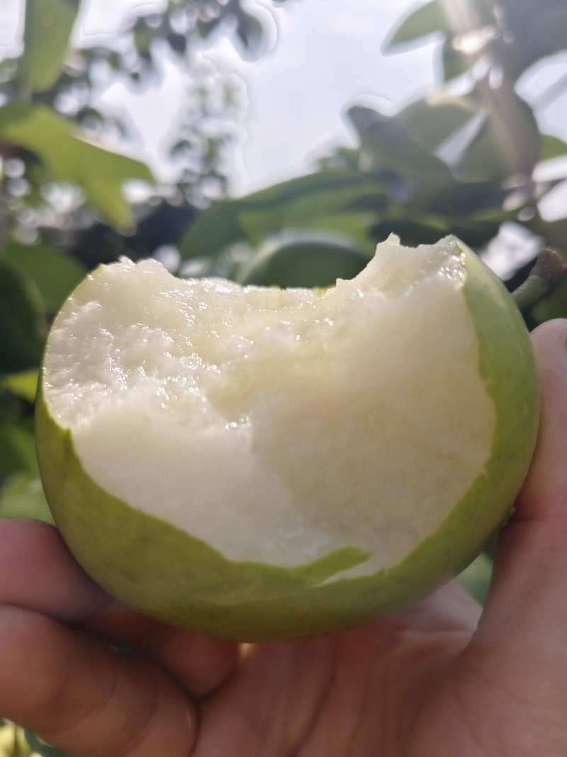 酥翠一号梨