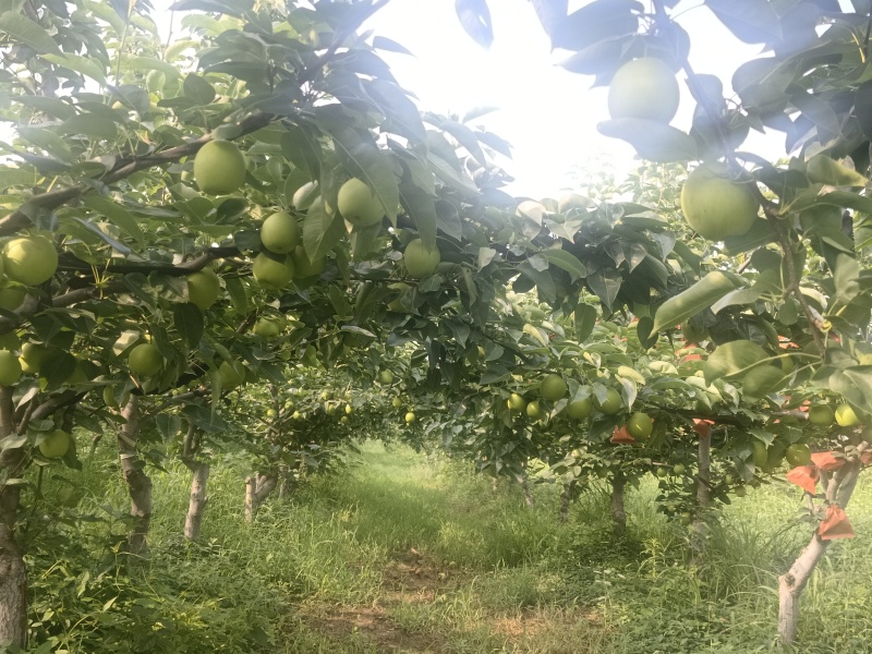 酥翠一号梨