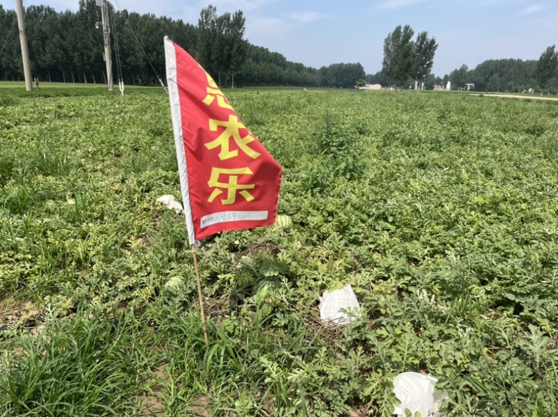 开封无籽西瓜，开园，欢迎实地参观考察，预估2000吨