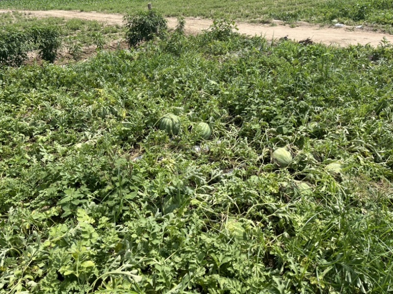 开封无籽西瓜，开园，欢迎实地参观考察，预估2000吨