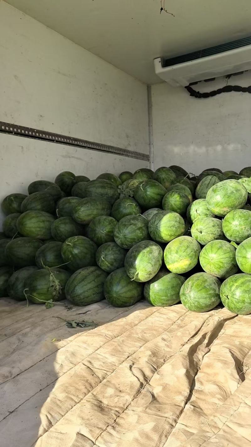 编号华北区718正宗原籽西瓜基地供应！{深泽专属}