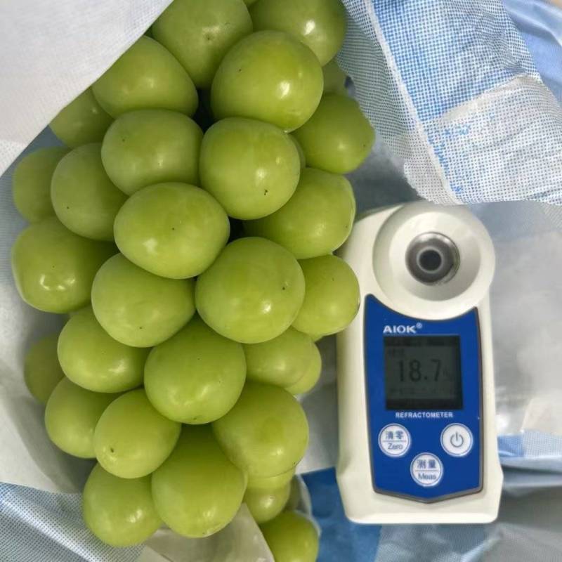 阳光玫瑰
