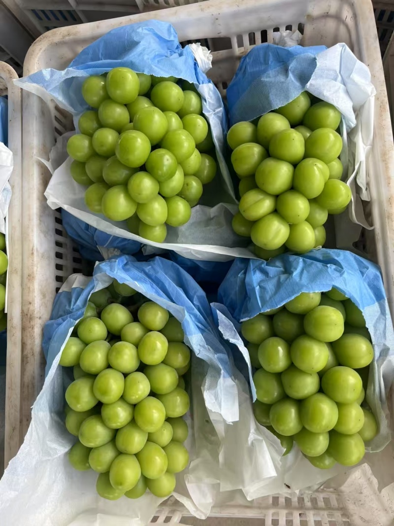 阳光玫瑰