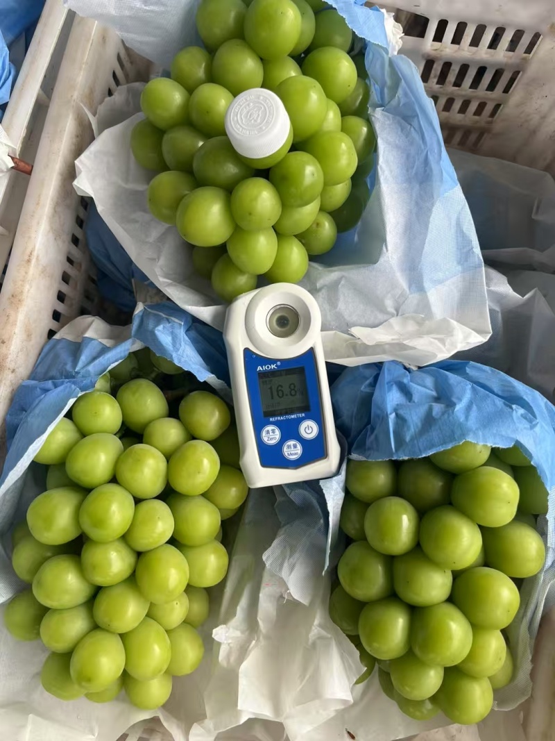 阳光玫瑰