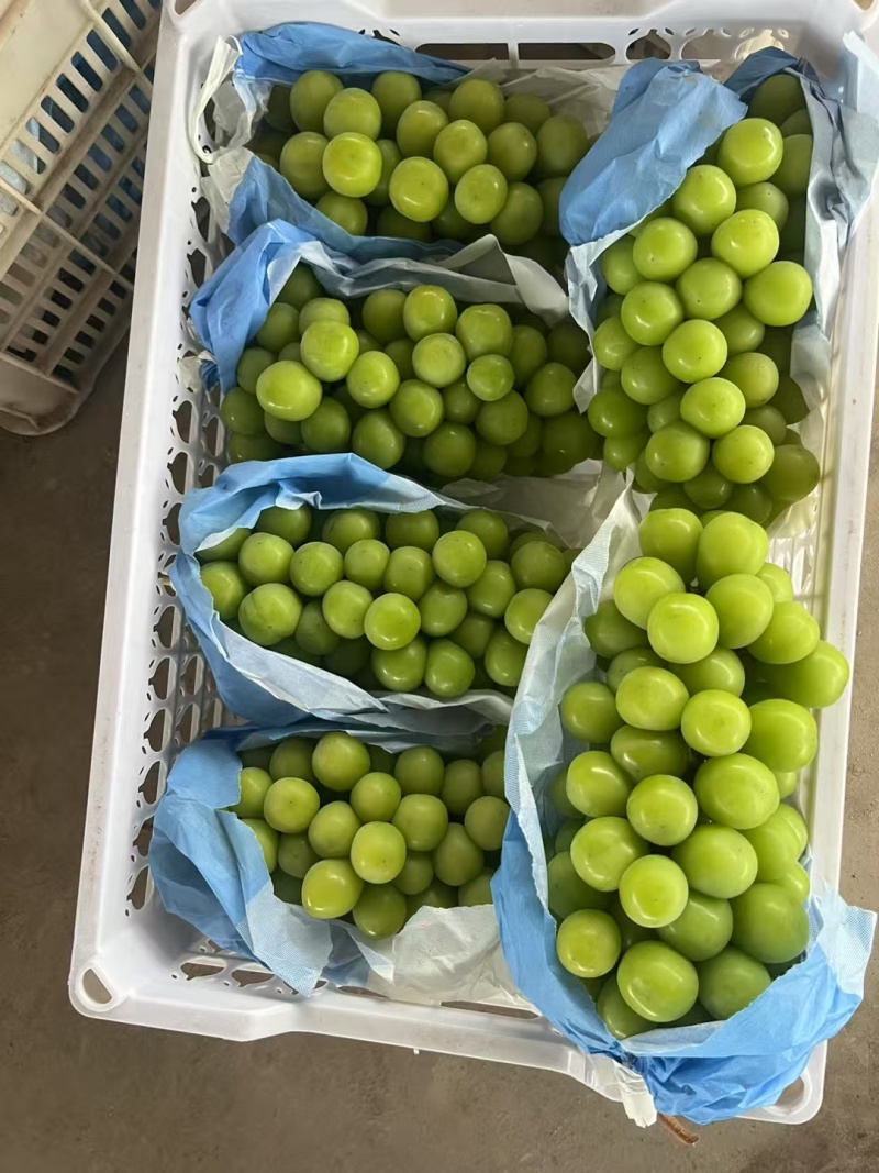 阳光玫瑰