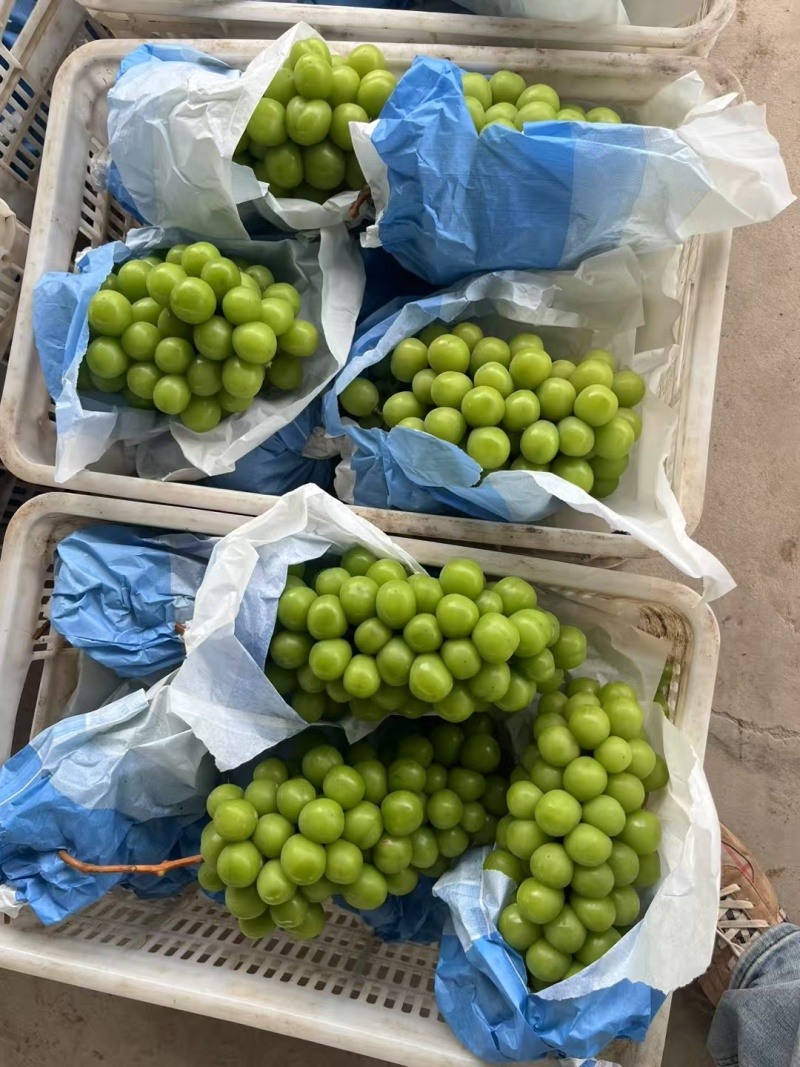 阳光玫瑰