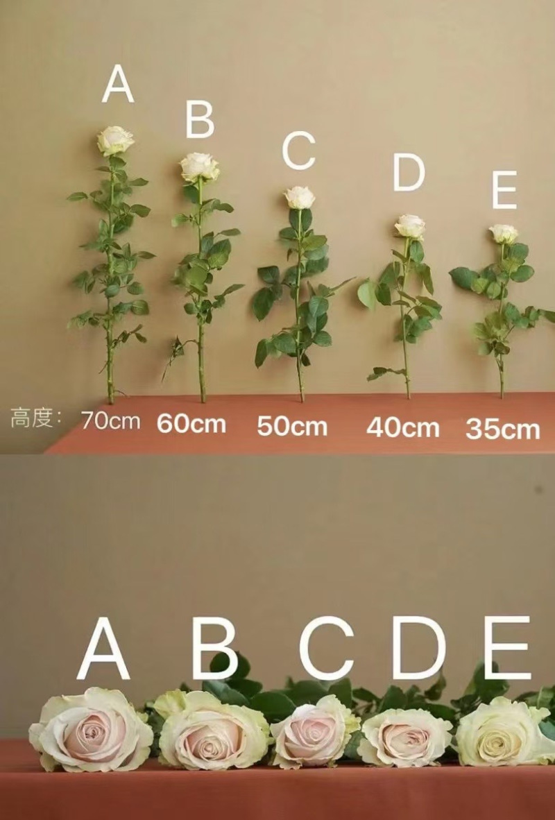 云南玫瑰花彩玫玫瑰鲜切花基地直发艾莎高原红混批全品类鲜花