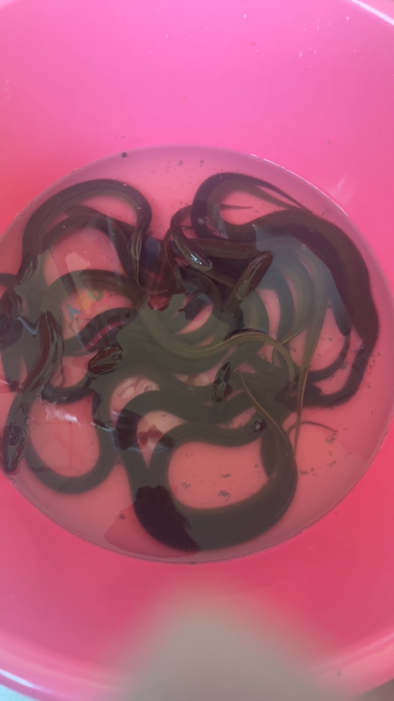 黄鳝