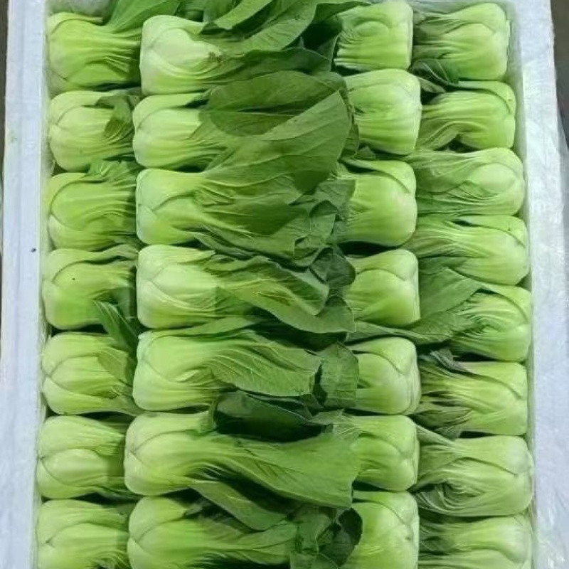 云南精品上海青