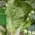 黄白菜夏黄白黄心白菜量大质优一手货源
