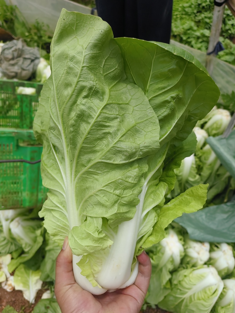 黄白菜夏黄白黄心白菜量大质优一手货源