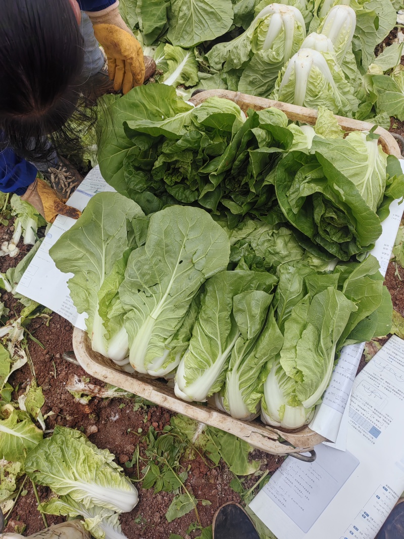 黄白菜夏黄白黄心白菜量大质优一手货源