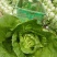 黄白菜夏黄白黄心白菜量大质优一手货源