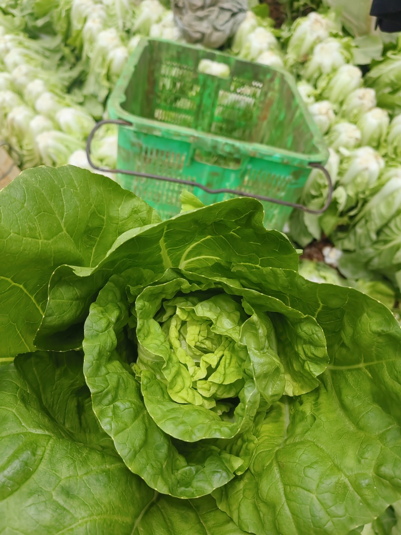 黄白菜夏黄白黄心白菜量大质优一手货源