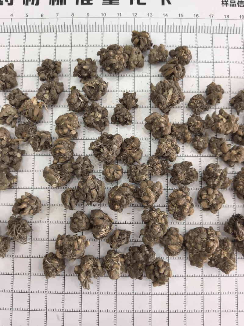 猫爪草猫抓草中药材猫爪草大量现货产地货源