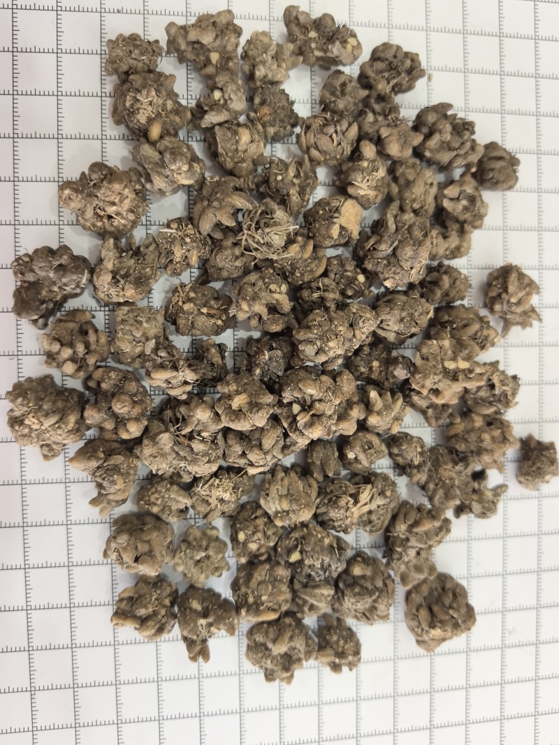 猫爪草猫抓草中药材猫爪草大量现货产地货源