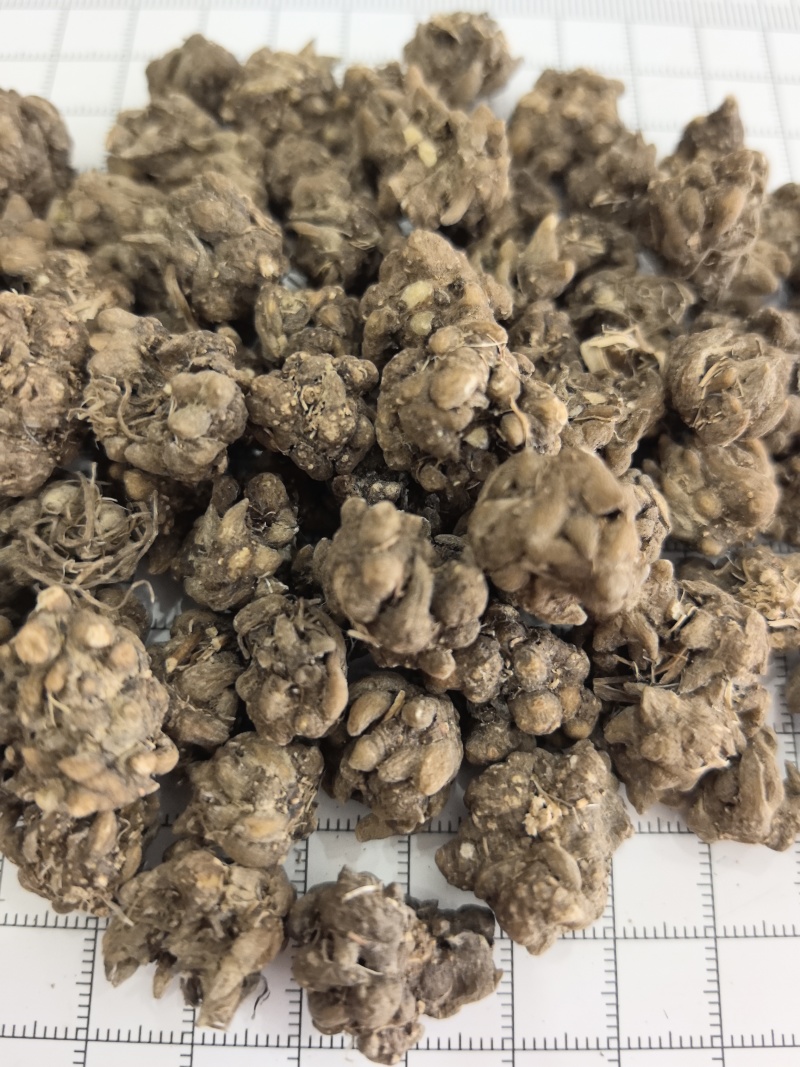 猫爪草猫抓草中药材猫爪草大量现货产地货源
