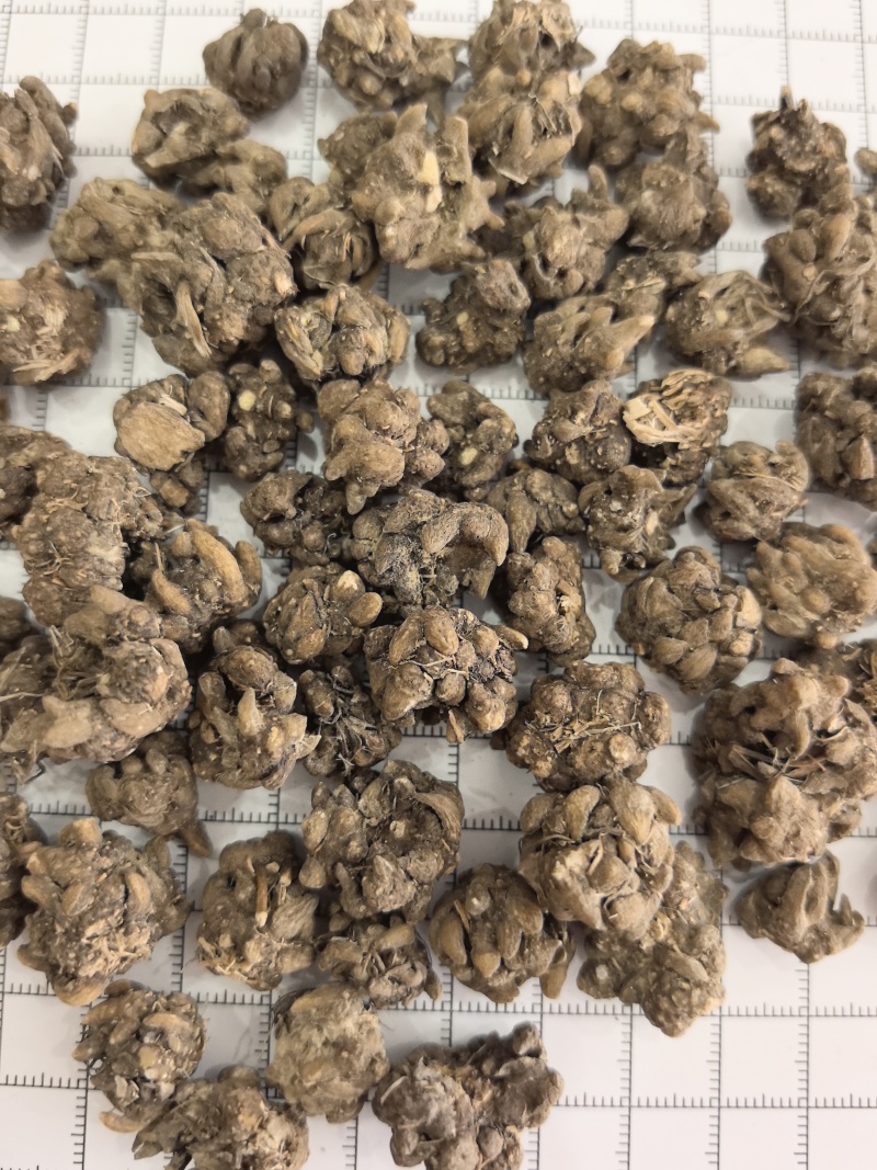 猫爪草猫抓草中药材猫爪草大量现货产地货源