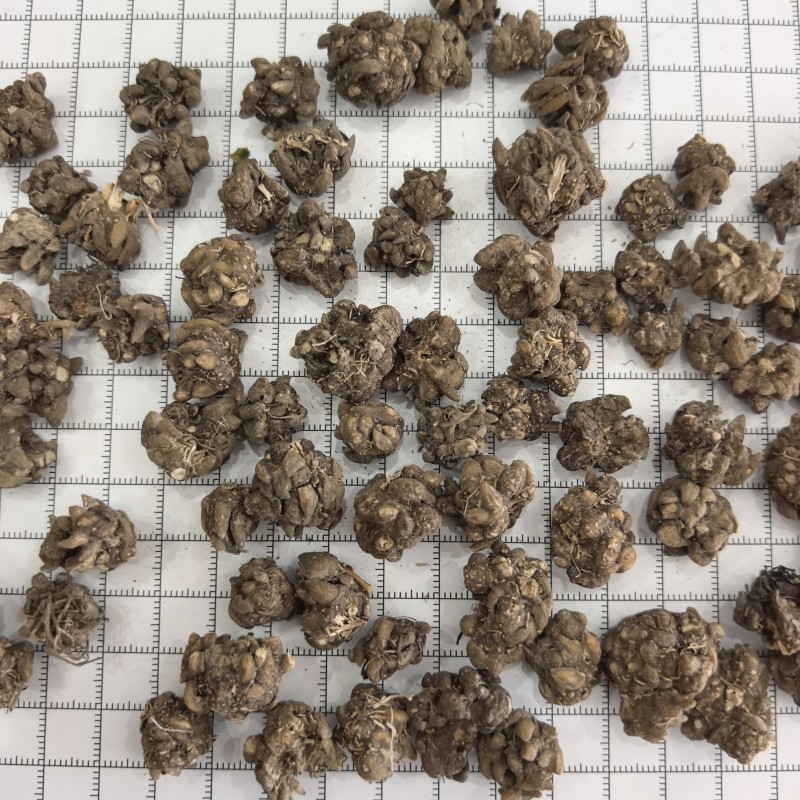 猫爪草猫抓草中药材猫爪草大量现货产地货源