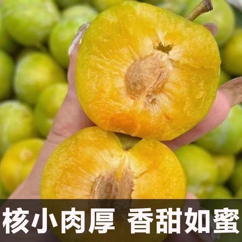 正宗贵州镇宁六马蜂糖李脱骨脆甜大果礼盒装现摘现发电商一件代发