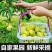 正宗贵州镇宁六马蜂糖李脱骨脆甜大果礼盒装现摘现发电商一件代发