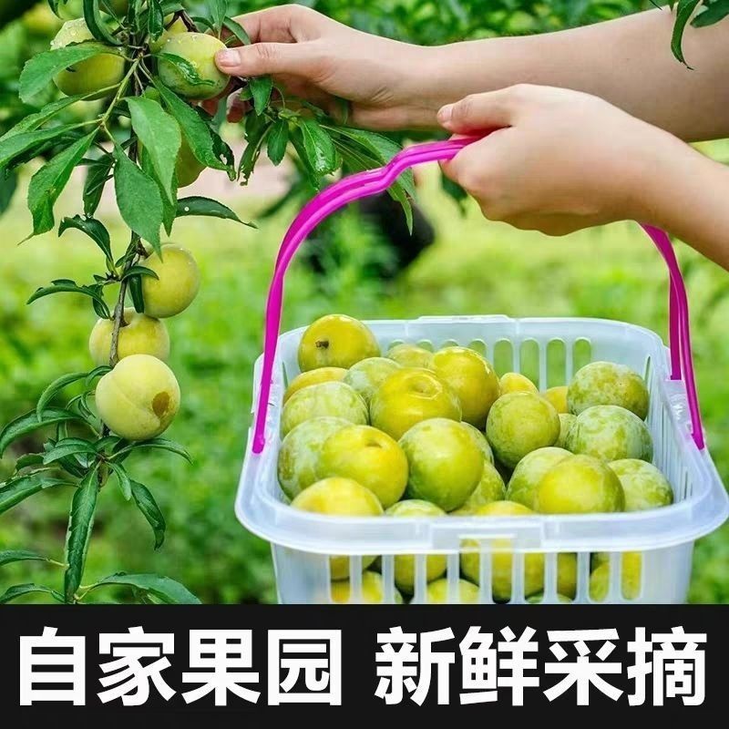 正宗贵州镇宁六马蜂糖李脱骨脆甜大果礼盒装现摘现发电商一件代发