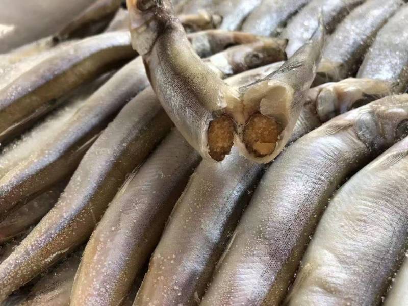 母体多春鱼厂家新货长期有货质量好可以视频看货