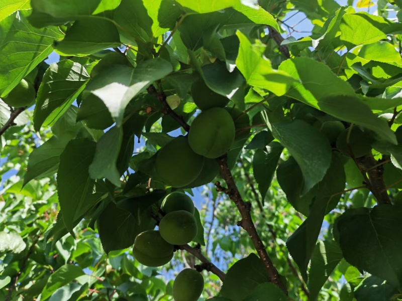 凯特杏，内熟杏