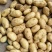土豆精品荷兰十五土豆现挖现发产地直供一手货源