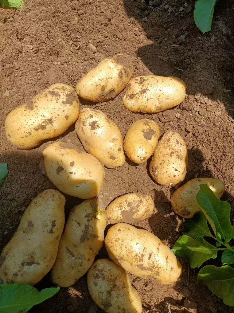 土豆精品荷兰十五土豆现挖现发产地直供一手货源