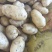 土豆精品荷兰十五土豆现挖现发产地直供一手货源