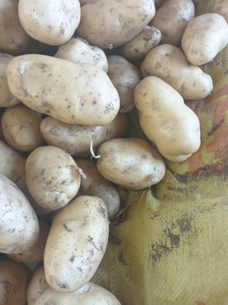 土豆精品荷兰十五土豆现挖现发产地直供一手货源