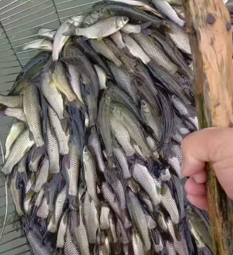 草鱼苗，全国养殖有基地，需要量大的来找我们。