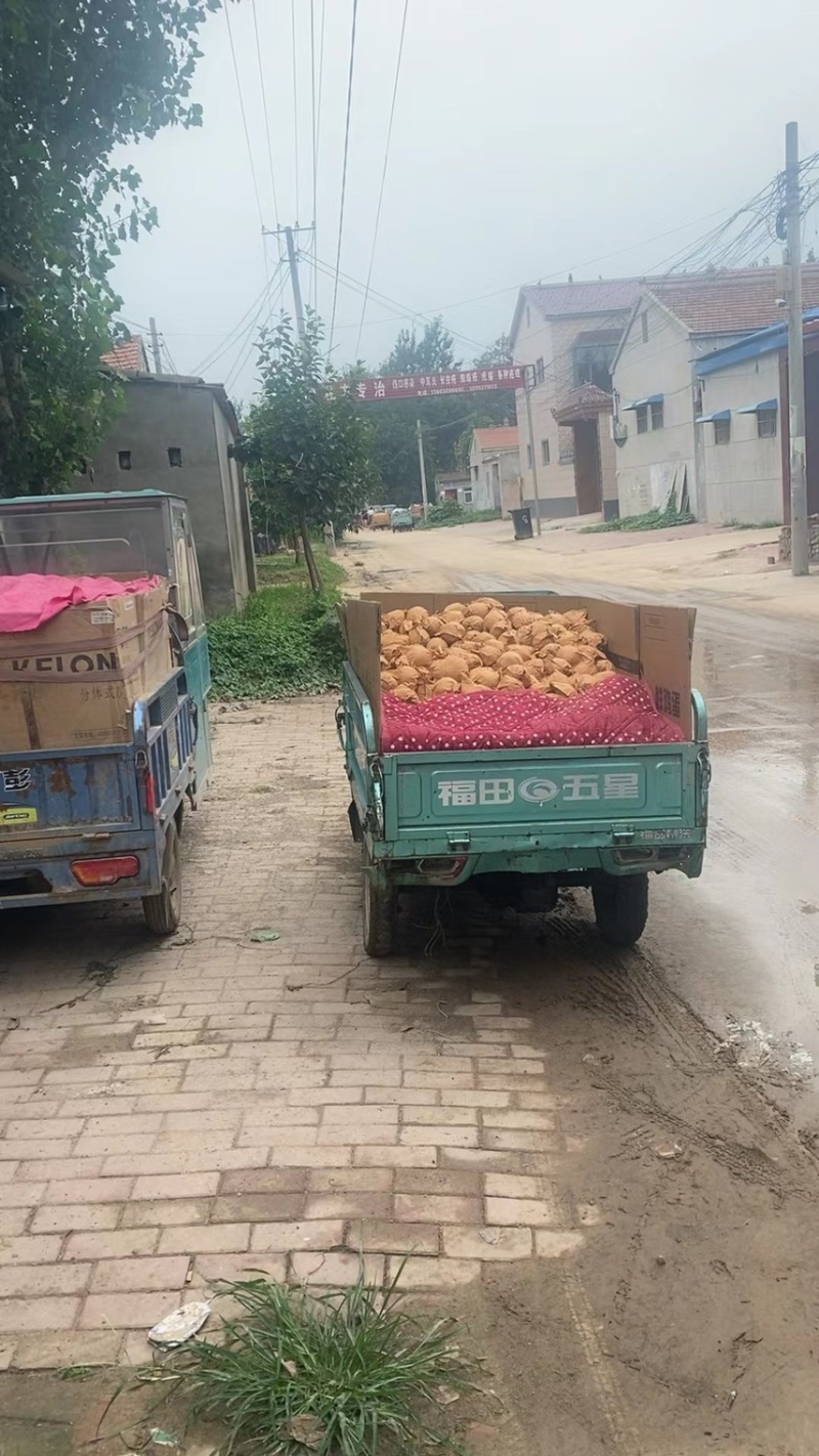 皇冠梨