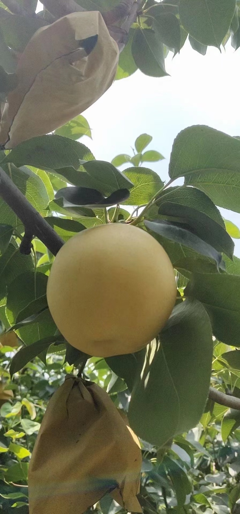 皇冠梨