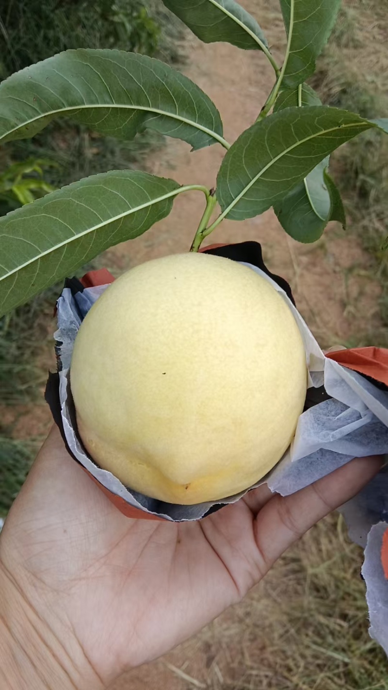 桃黄毛桃口感甜味道好现摘现发规格齐全产地直供
