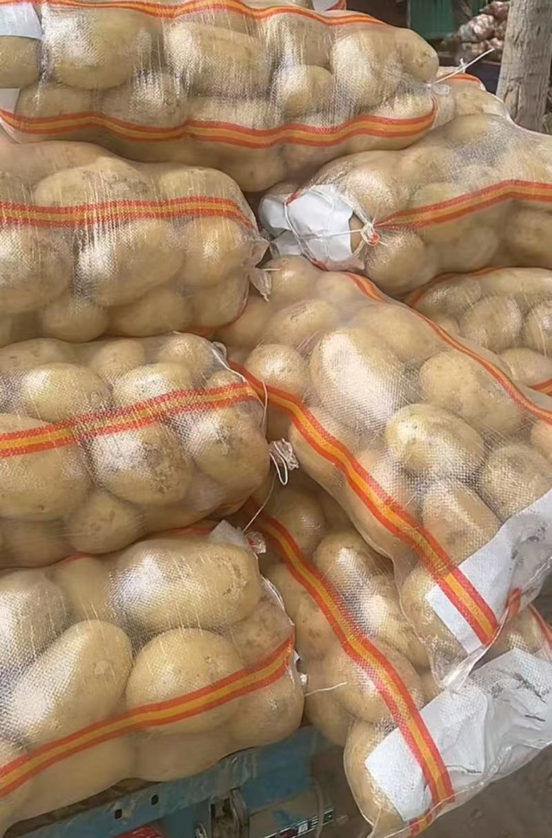 黄皮黄心土豆山西土豆产地直发品质保障对接全国市场