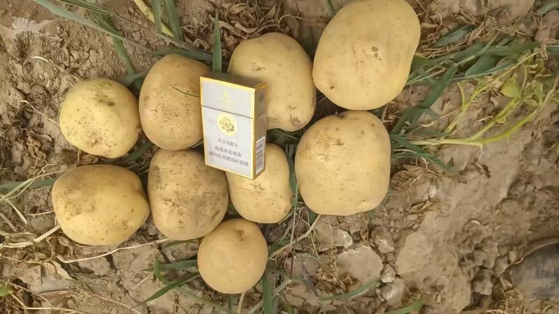 黄皮黄心土豆山西土豆产地直发品质保障对接全国市场