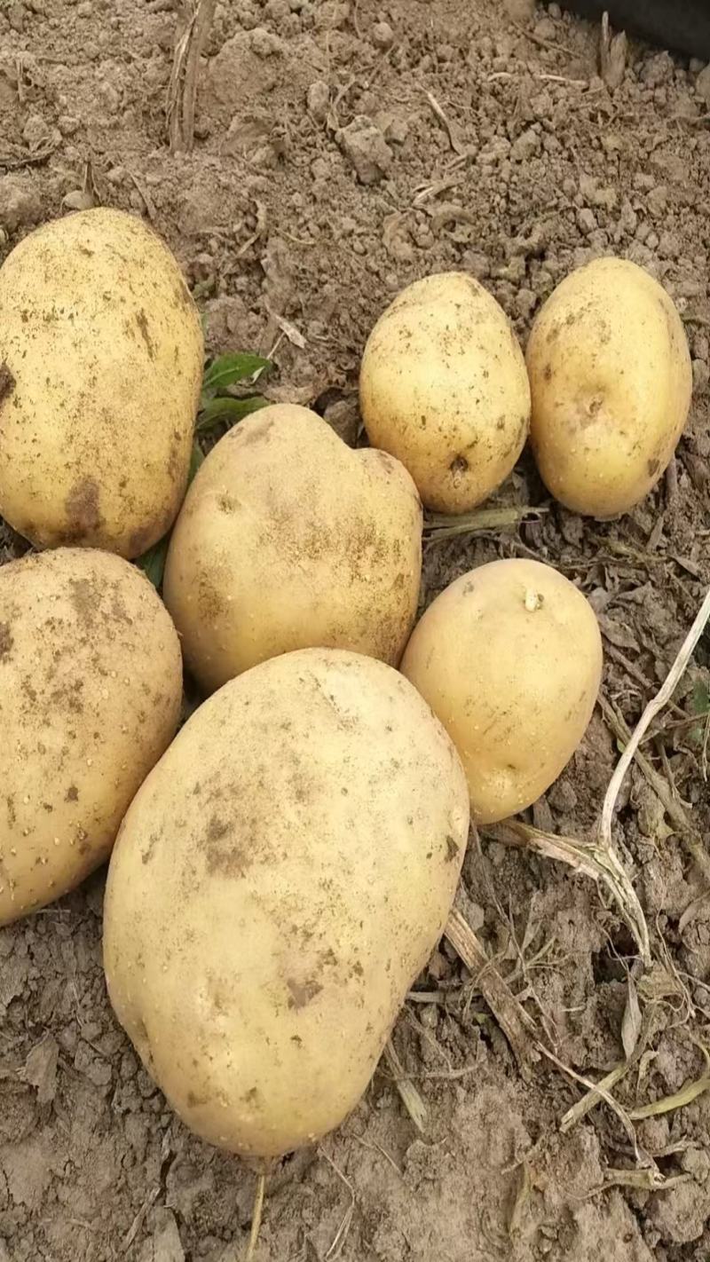 黄皮黄心土豆山西土豆产地直发品质保障对接全国市场